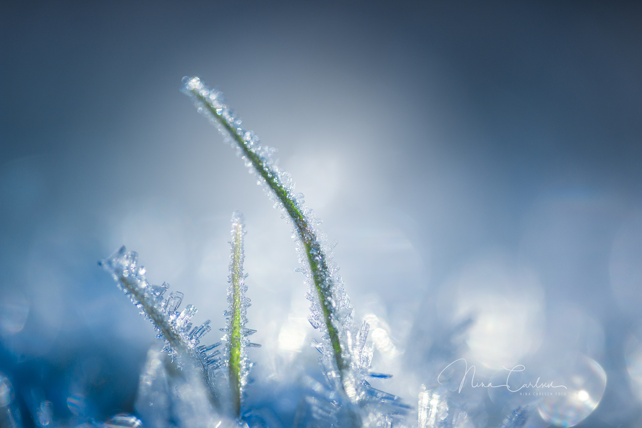 Canon EF-S 60mm F2.8 Macro USM sample photo. Frost photography