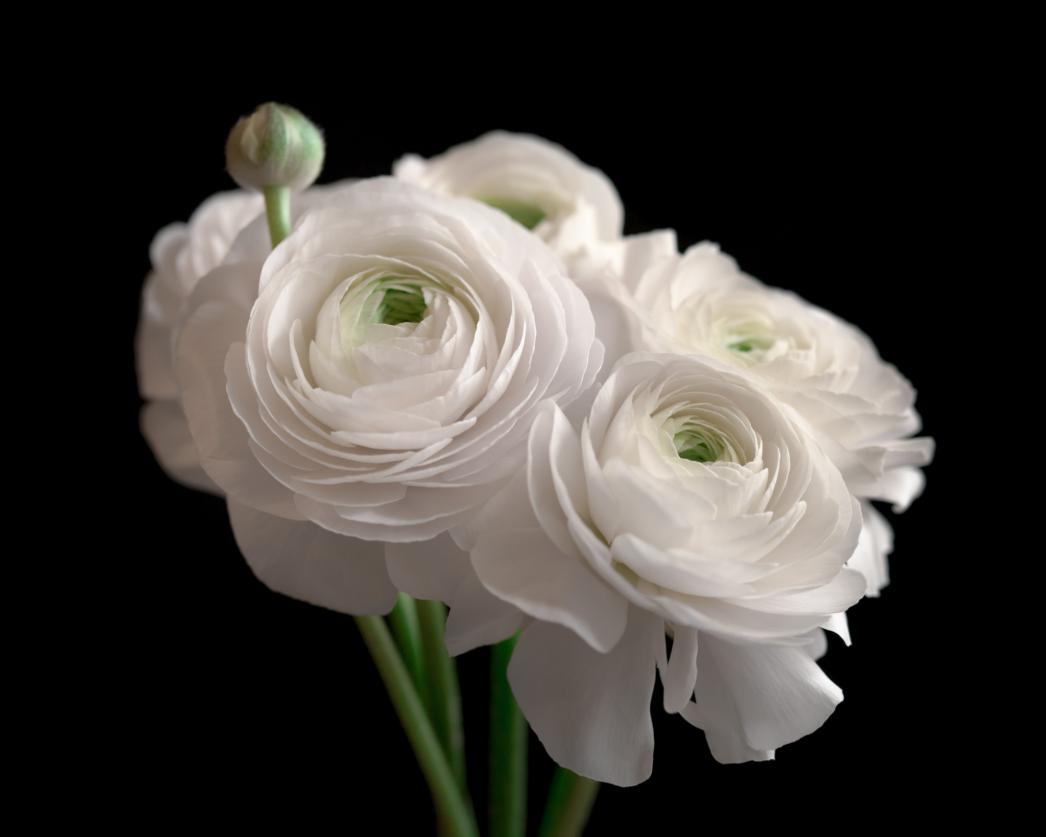 Nikon AF-S Micro-Nikkor 60mm F2.8G ED sample photo. Ranunculus photography