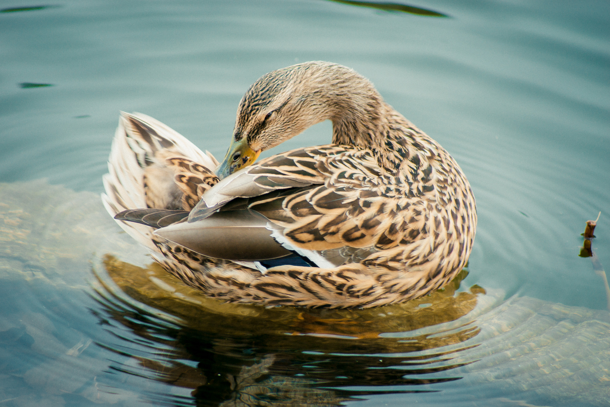 Sony 75-300mm F4.5-5.6 sample photo. Dsc photography