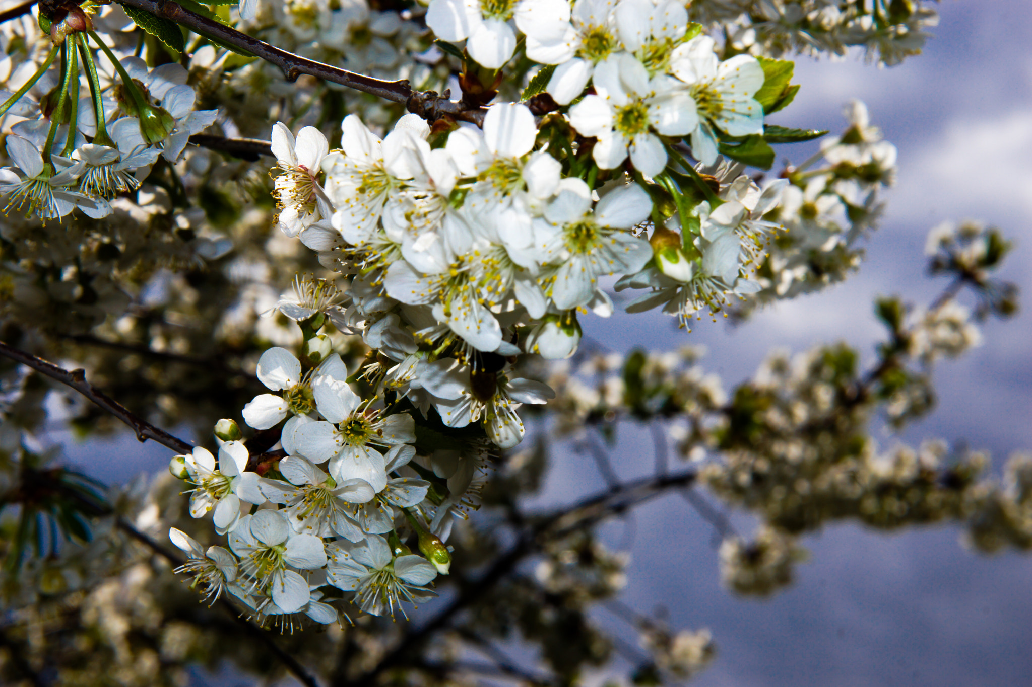 Minolta AF 50mm F1.4 [New] sample photo. Dsc photography