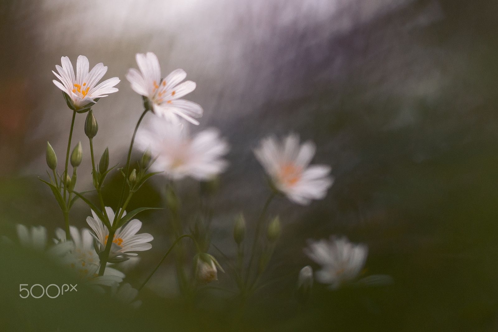 Nikon D300 + Sigma 150mm F2.8 EX DG Macro HSM sample photo. Stellaria photography