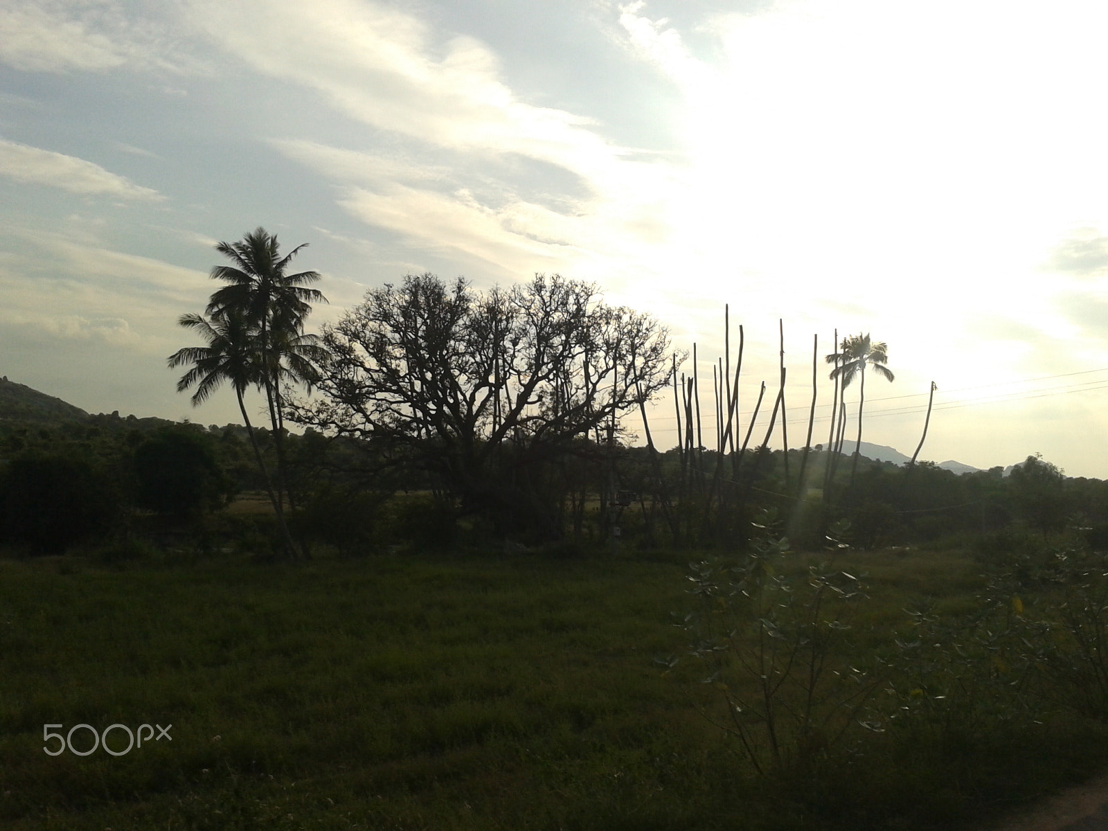 Samsung Galaxy Ace Duos sample photo. Abstract stages of tree during sunrise photography