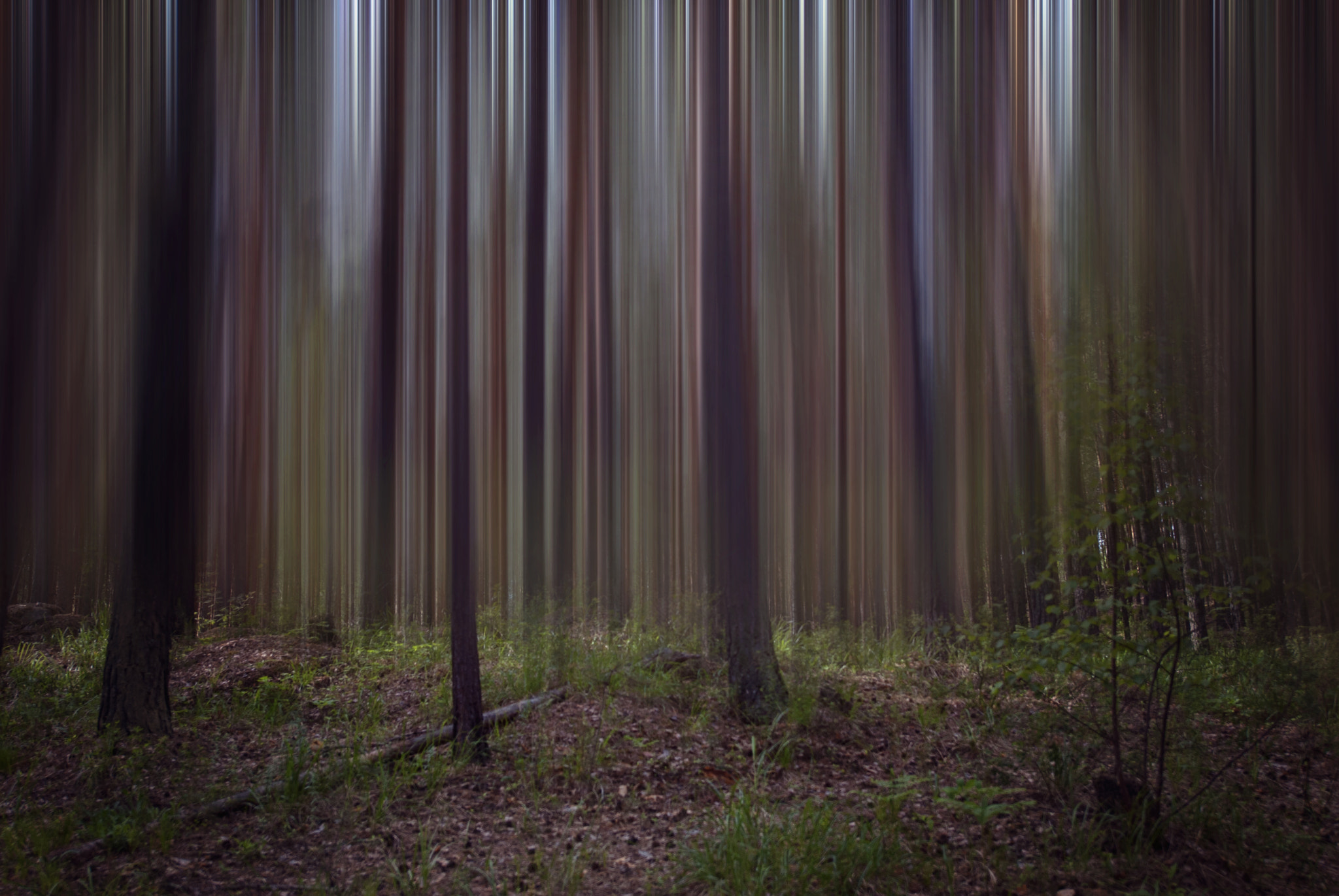 Nikon D200 sample photo. Dark trees photography