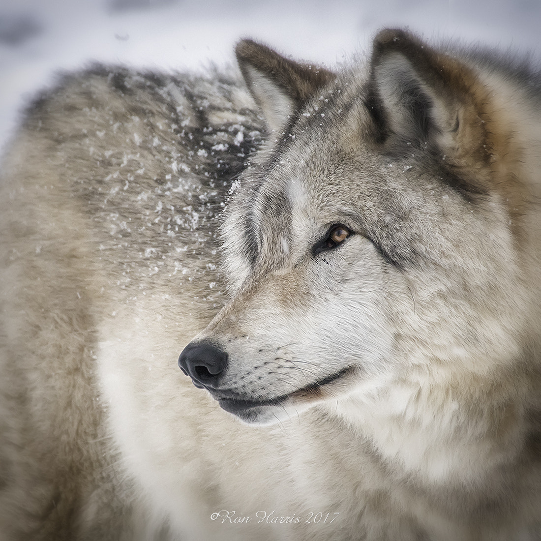 Sigma 18-250mm F3.5-6.3 DC OS HSM sample photo. Hungry like the wolf photography