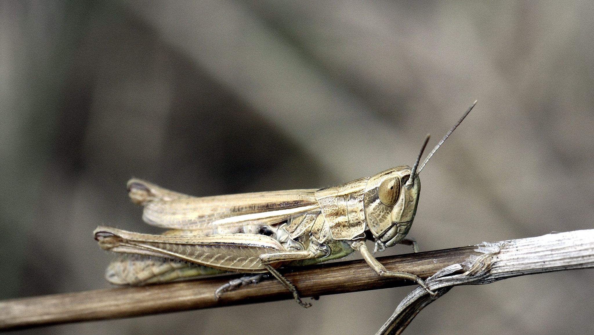 Canon EF 100mm F2.8L Macro IS USM sample photo. Criquet photography