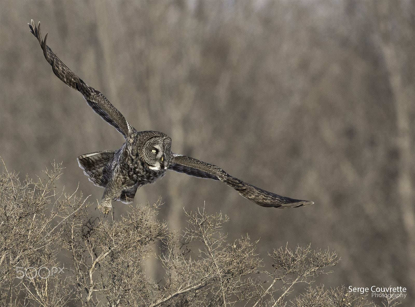 Nikon D750 + Nikon AF-S Nikkor 500mm F4G ED VR sample photo. Taking off photography