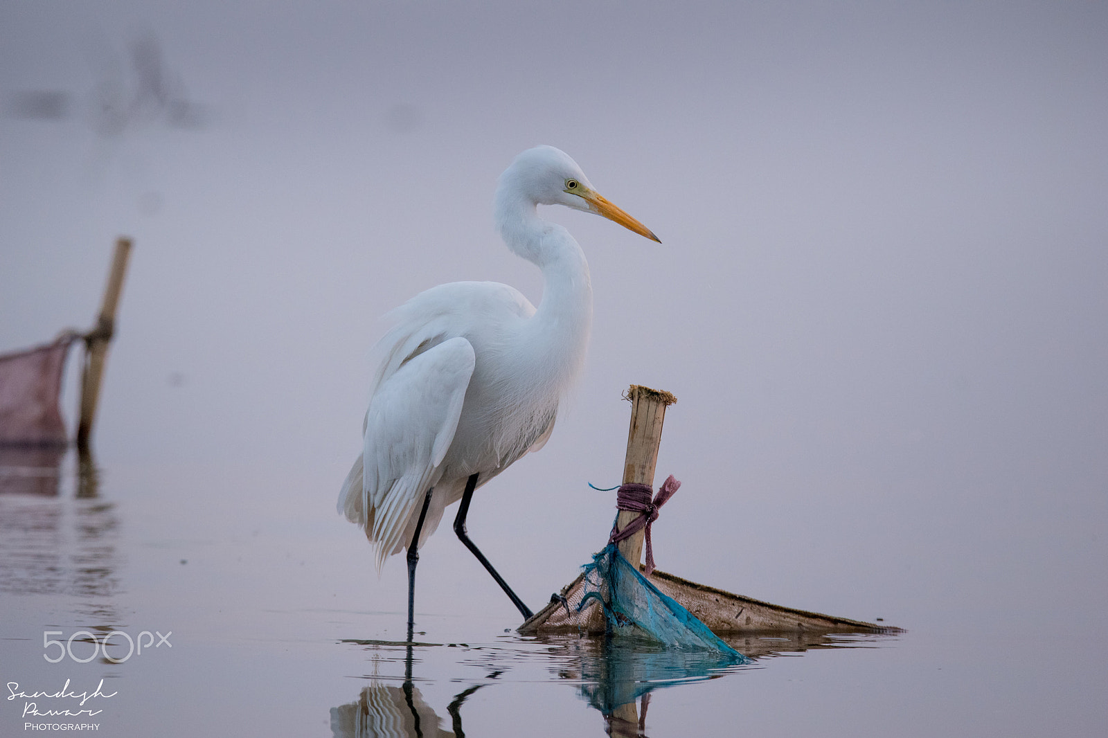 Nikon D5500 sample photo. Birds photography