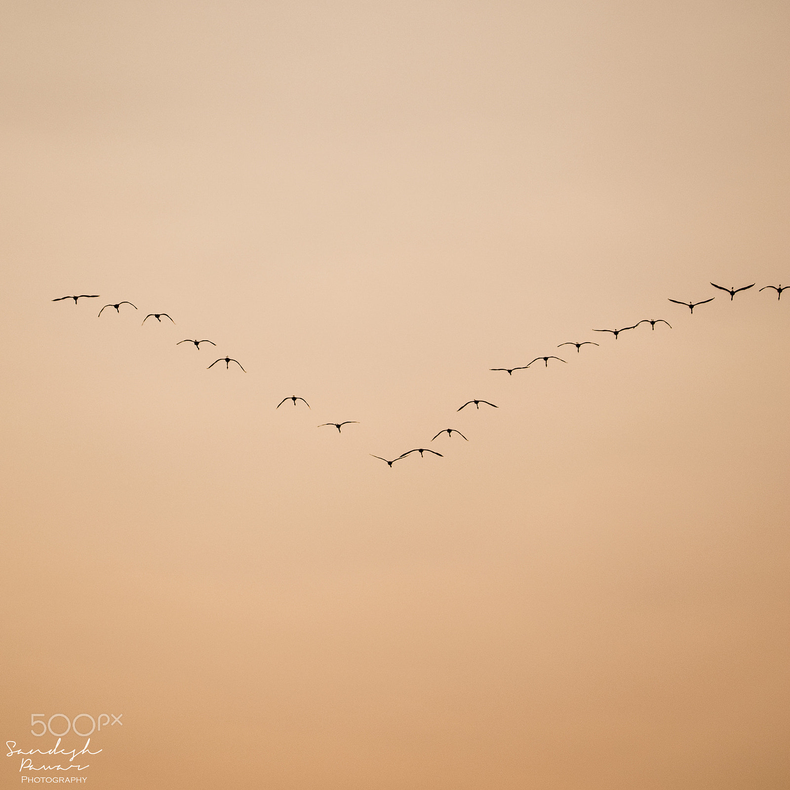 Nikon D5500 sample photo. Birds photography