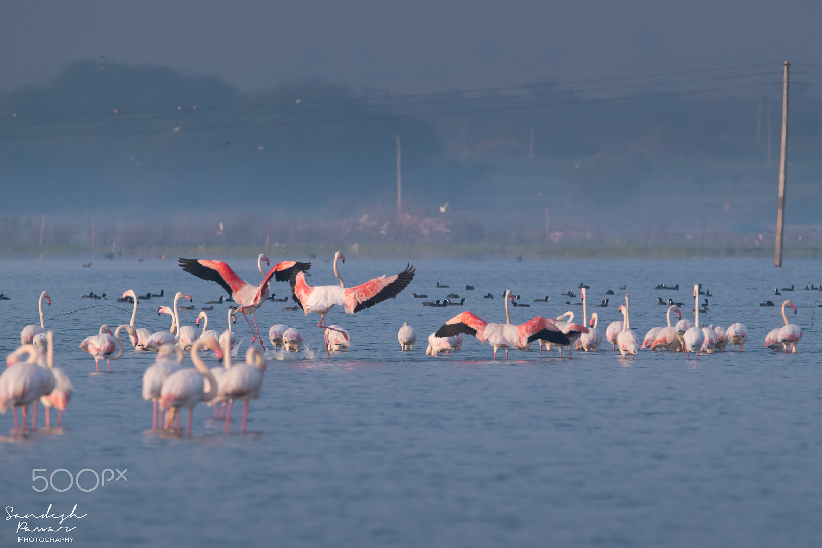 Nikon D5500 sample photo. Birds photography