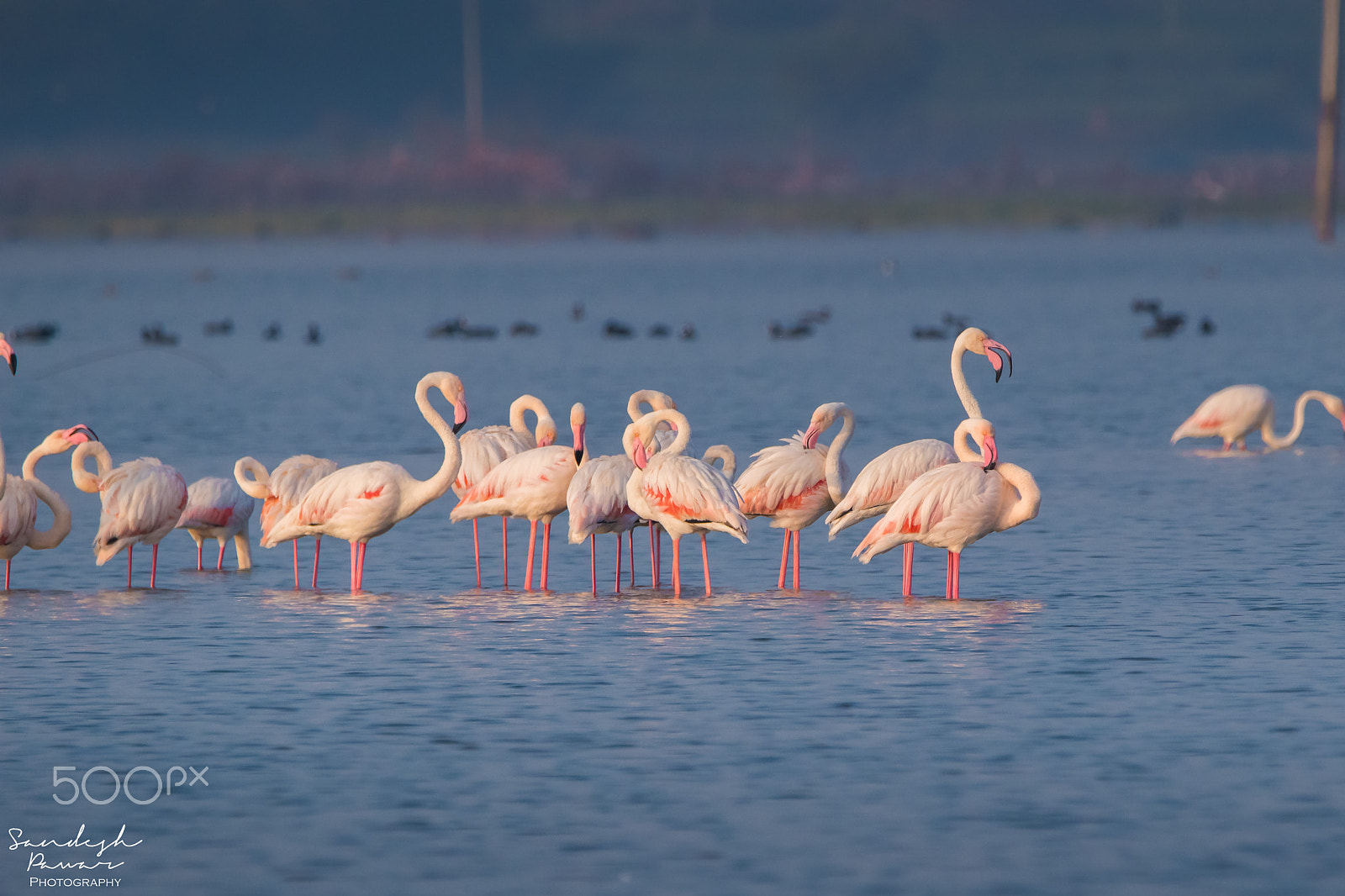 Nikon D5500 sample photo. Birds photography