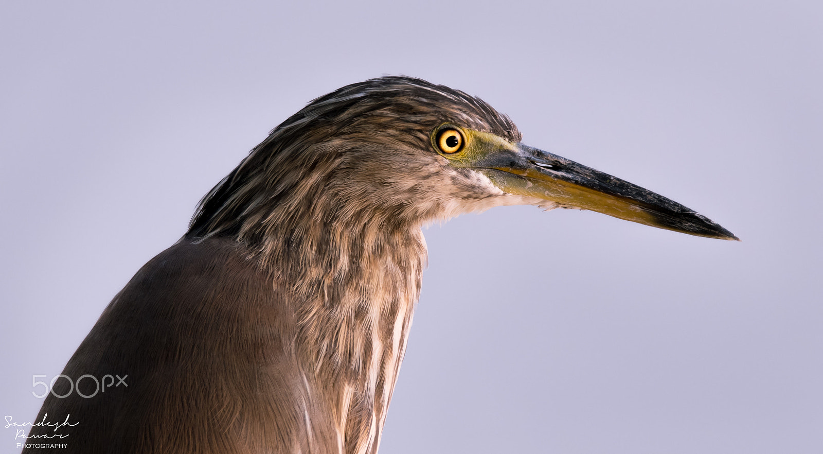 Nikon D5500 sample photo. Birds photography
