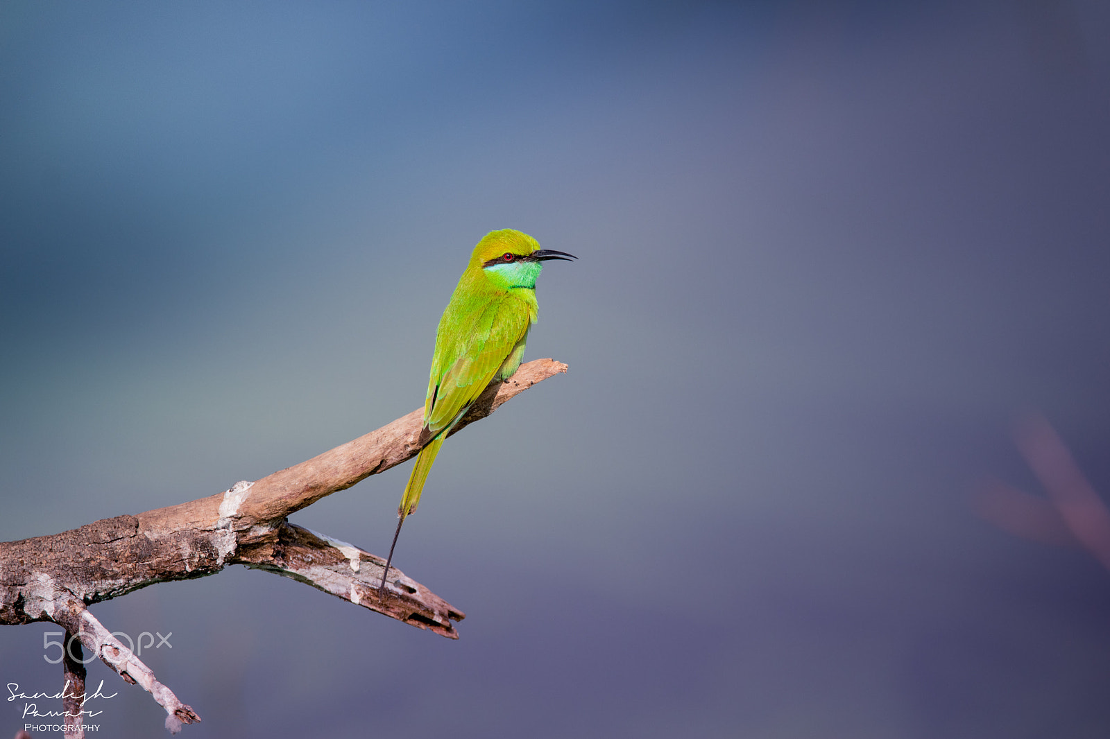 Nikon D5500 sample photo. Birds photography