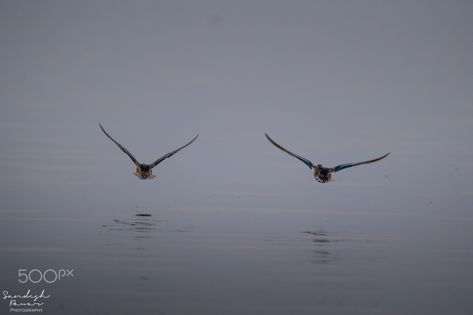 Nikon D5500 sample photo. Birds photography