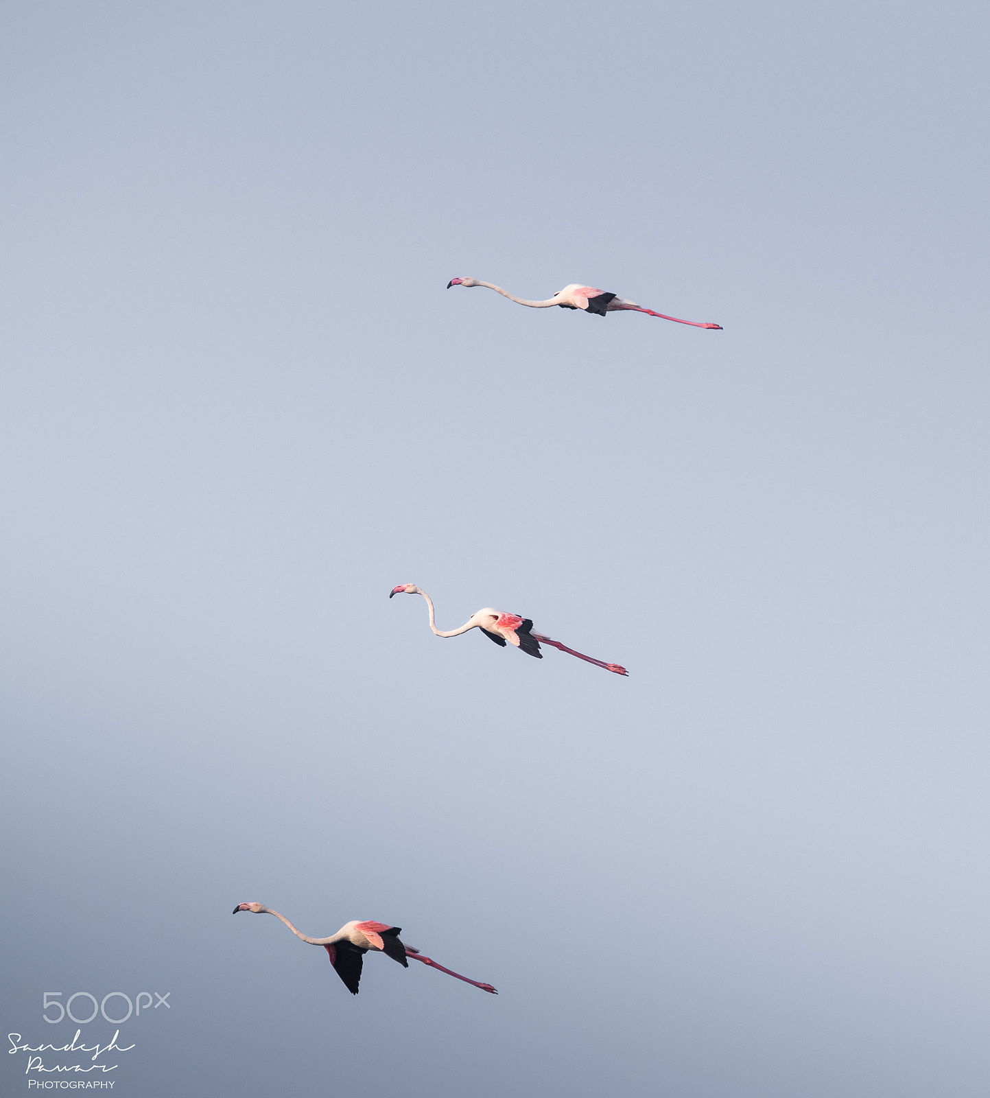 Nikon D5500 sample photo. Birds photography