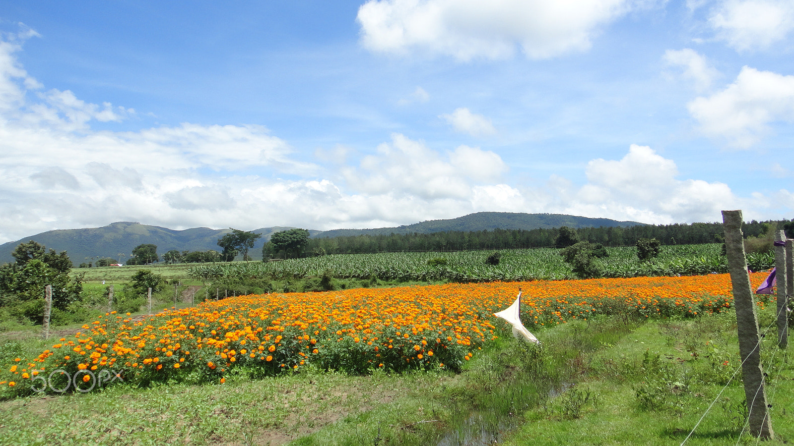 Sony DSC-T110 sample photo. Flowers. plants, trees and hills one after other photography