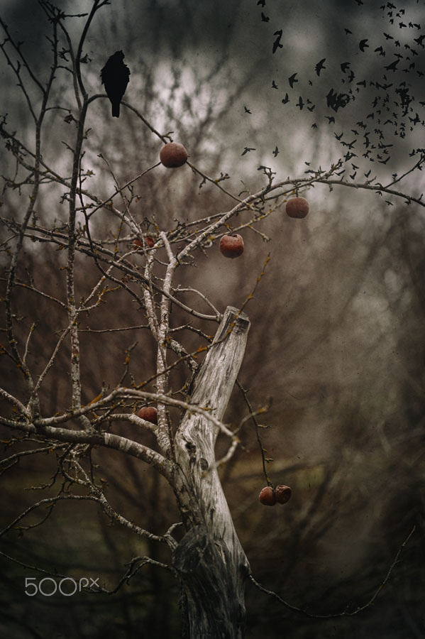 Sigma APO Macro 150mm f/2.8 EX DG HSM sample photo. The last apples photography