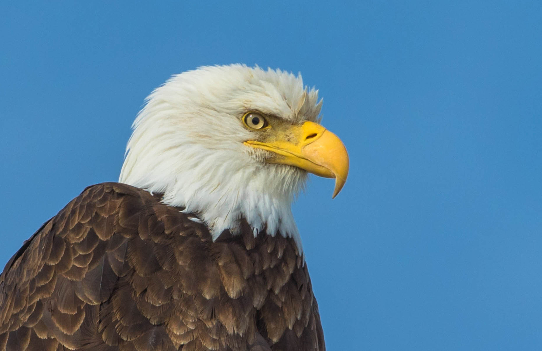 Canon EF 400mm F2.8L IS USM sample photo. Tule lake bald eagle hunter photography