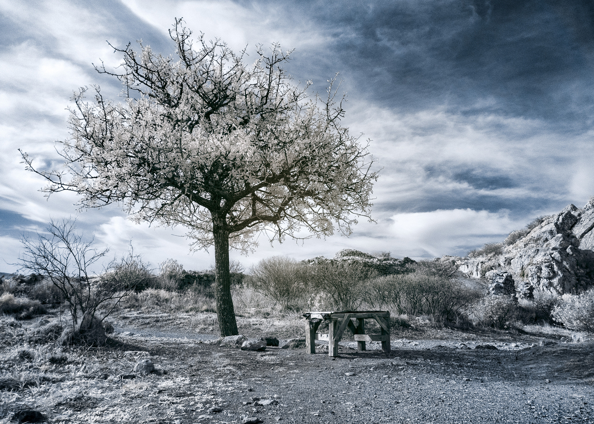 Sony E 16-50mm F3.5-5.6 PZ OSS sample photo. Solitary tree in infrared and bench photography