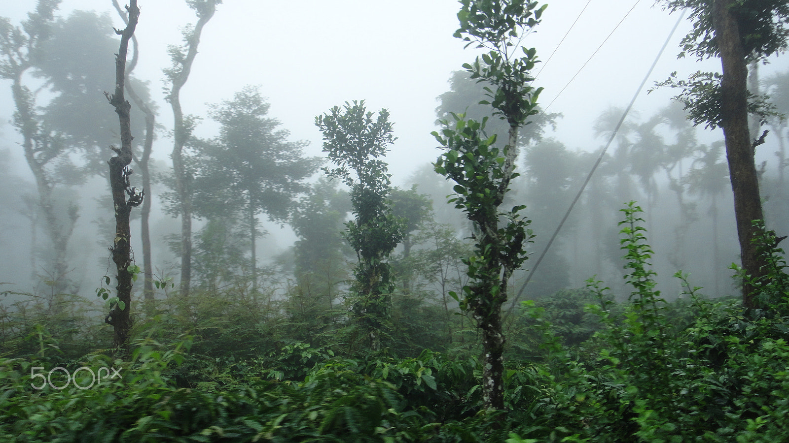 Sony DSC-T110 sample photo. Morning mist between trees photography