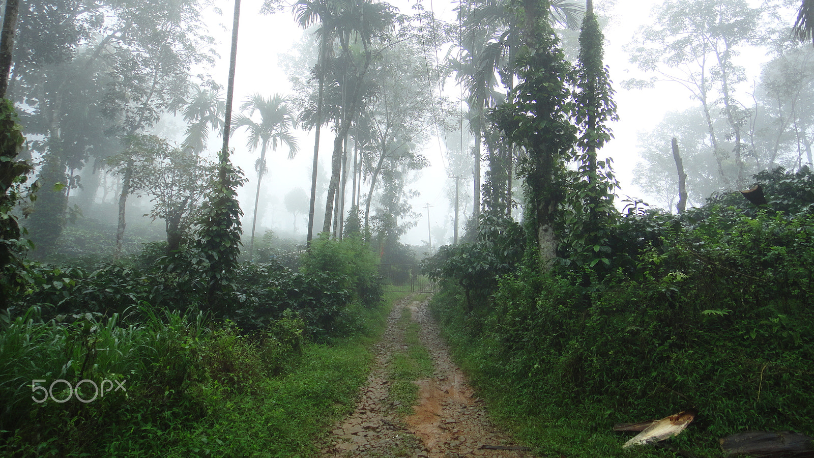 Sony DSC-T110 sample photo. Endless path covered with mist photography