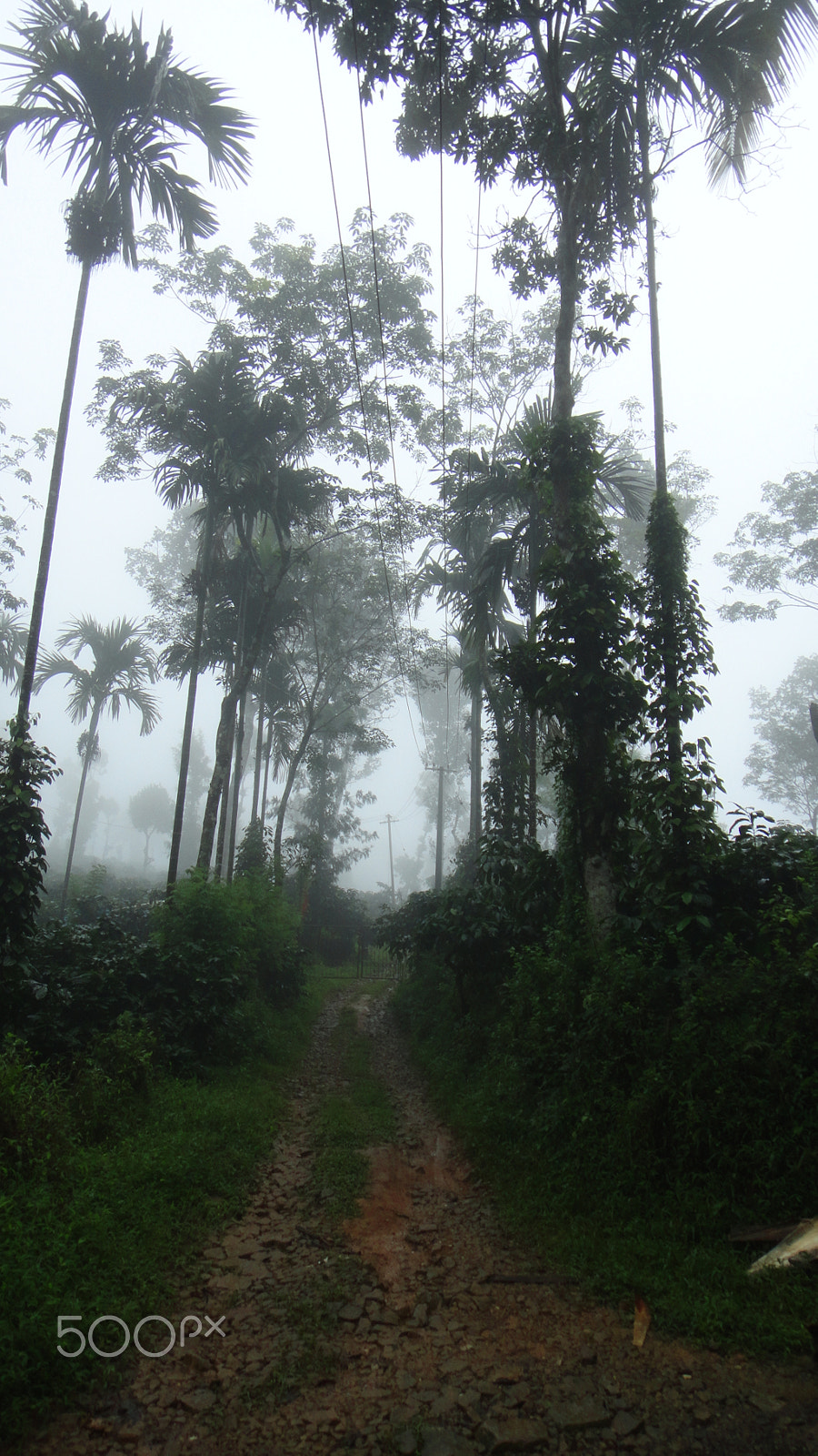 Sony DSC-T110 sample photo. Endless path covered with mist abstract photography