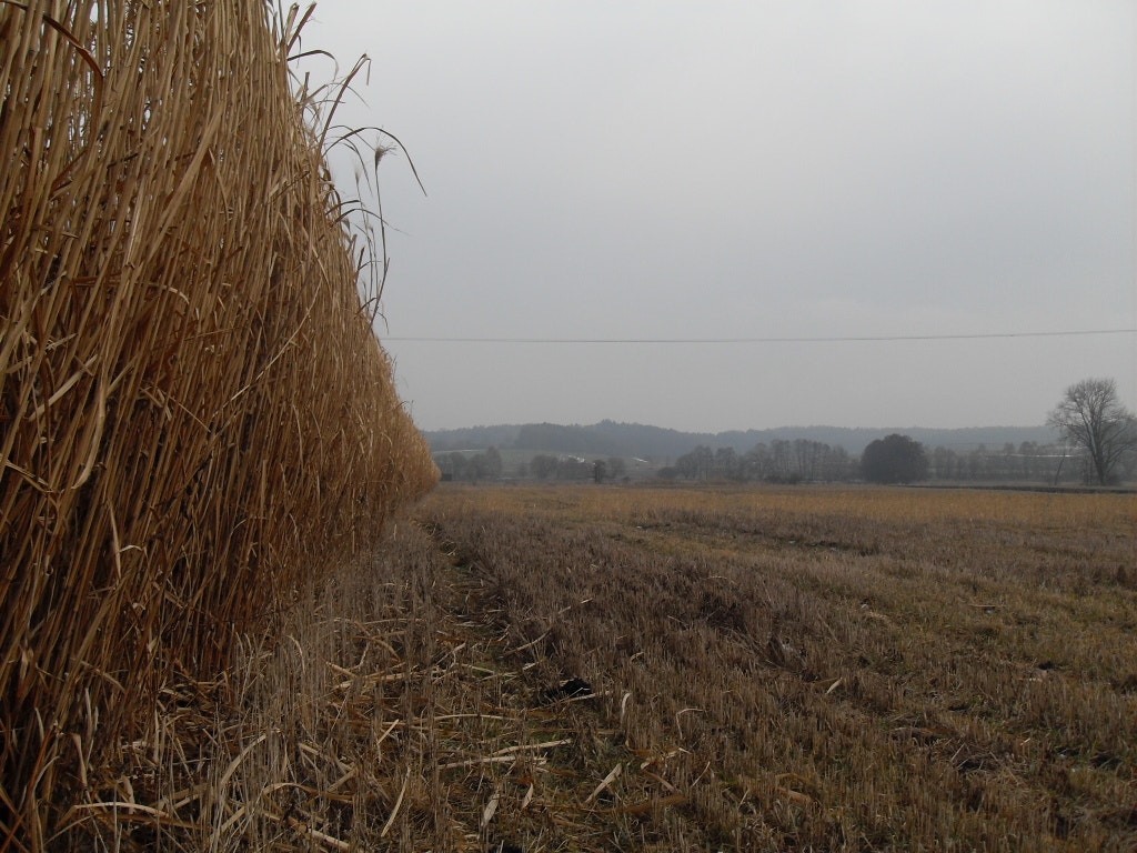 Samsung VLUU L100, M100  / Samsung L100, M100 sample photo. Feld im winter photography