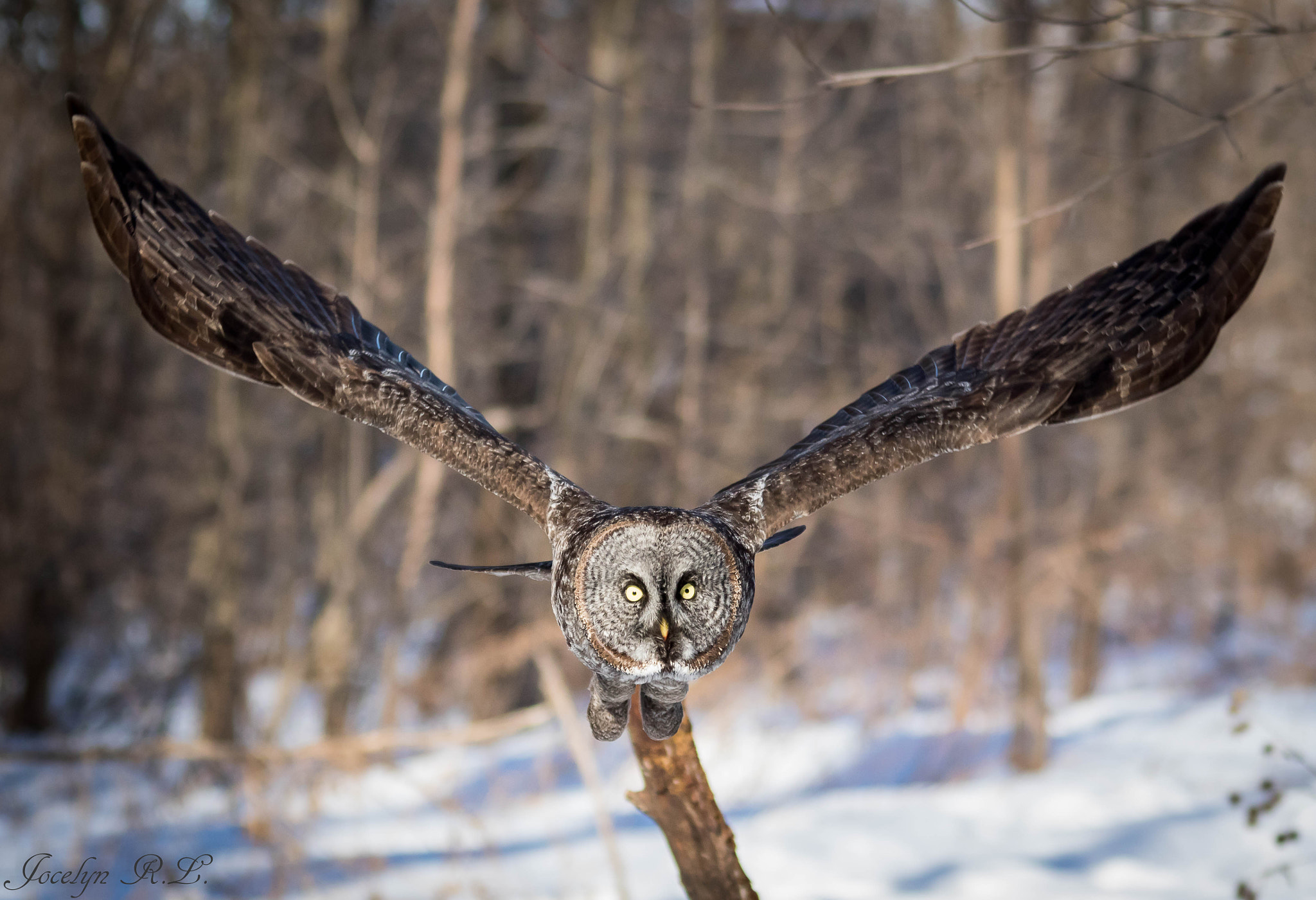 Sigma 150-500mm F5-6.3 DG OS HSM sample photo. Qa photography