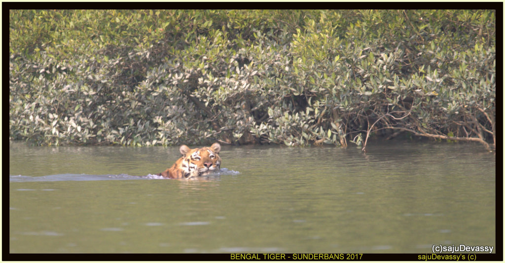 Canon EOS 7D + Sigma 150-600mm F5-6.3 DG OS HSM | C sample photo. Bengal tiger sunderbans photography