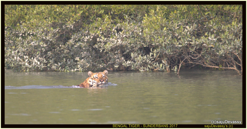Sigma 150-600mm F5-6.3 DG OS HSM | C sample photo. Bengal tiger sunderbans photography