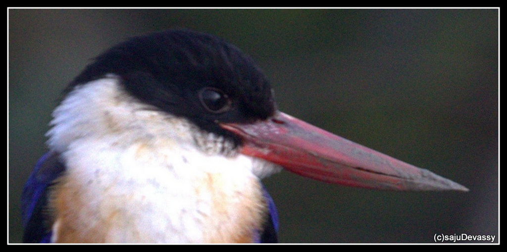 Sigma 150-600mm F5-6.3 DG OS HSM | C sample photo. Black capped kf photography