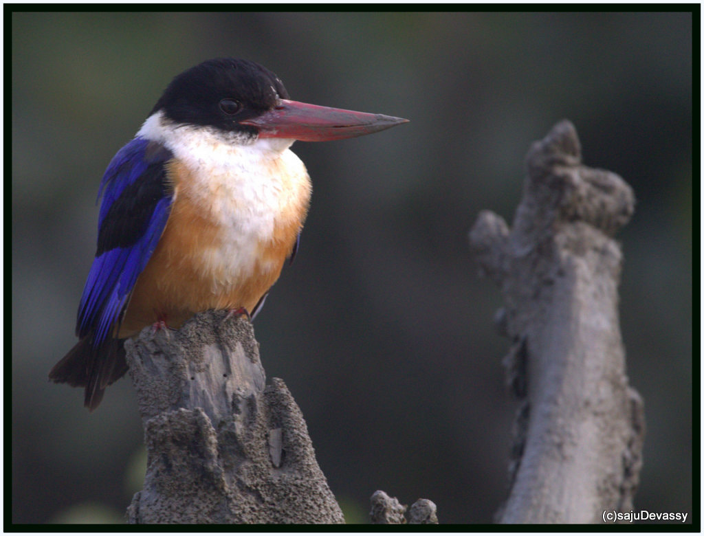 Sigma 150-600mm F5-6.3 DG OS HSM | C sample photo. Black capped kf photography