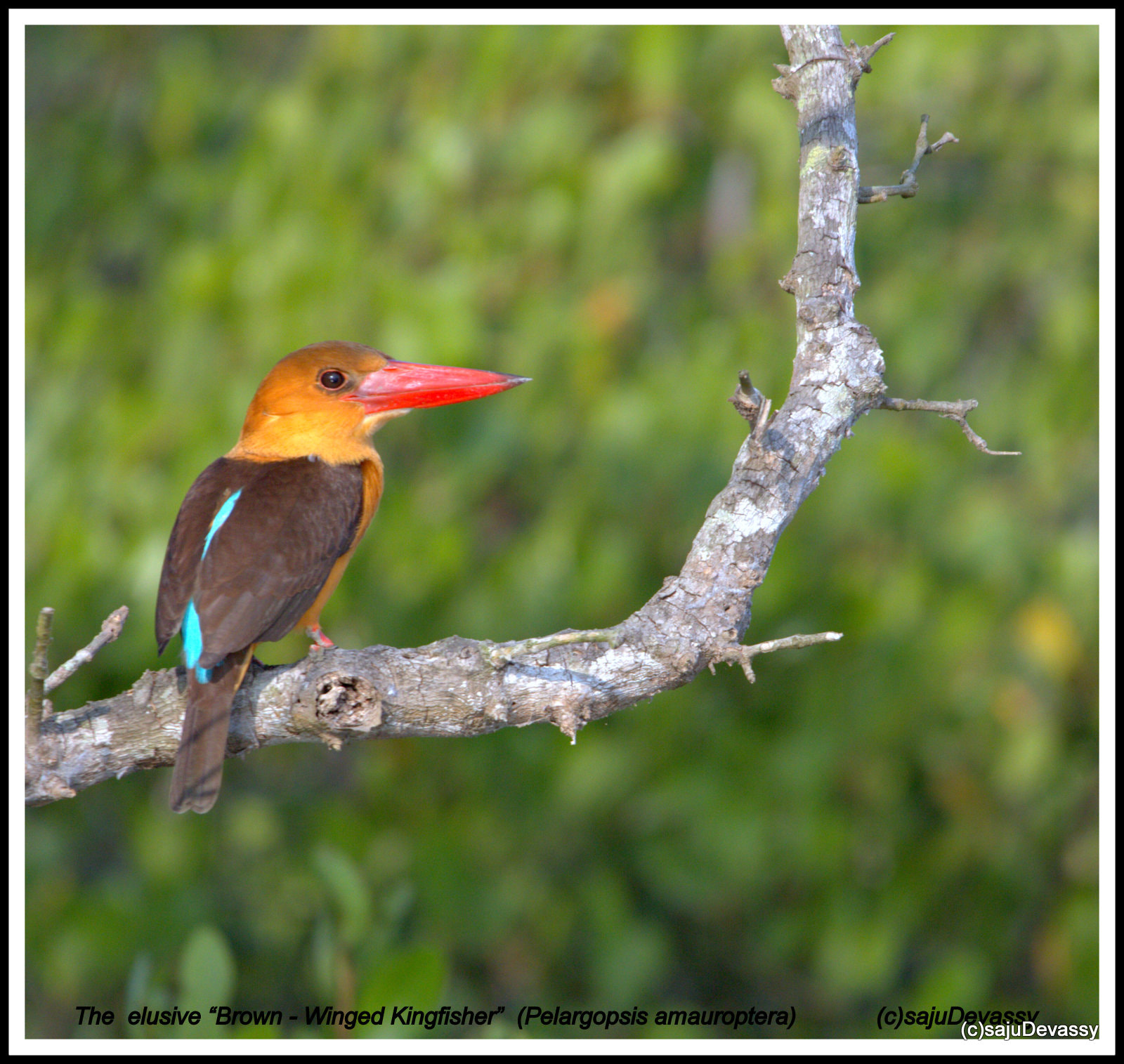 Sigma 150-600mm F5-6.3 DG OS HSM | C sample photo. Brown winged kf photography