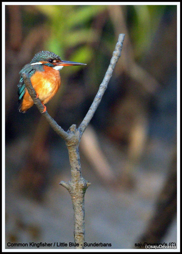 Sigma 150-600mm F5-6.3 DG OS HSM | C sample photo. Common kf photography