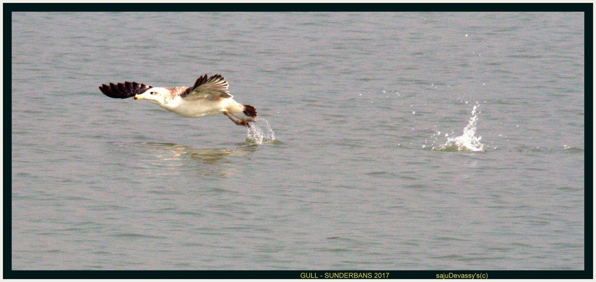 Sigma 150-600mm F5-6.3 DG OS HSM | C sample photo. Gull - sunderbans : 2017 photography