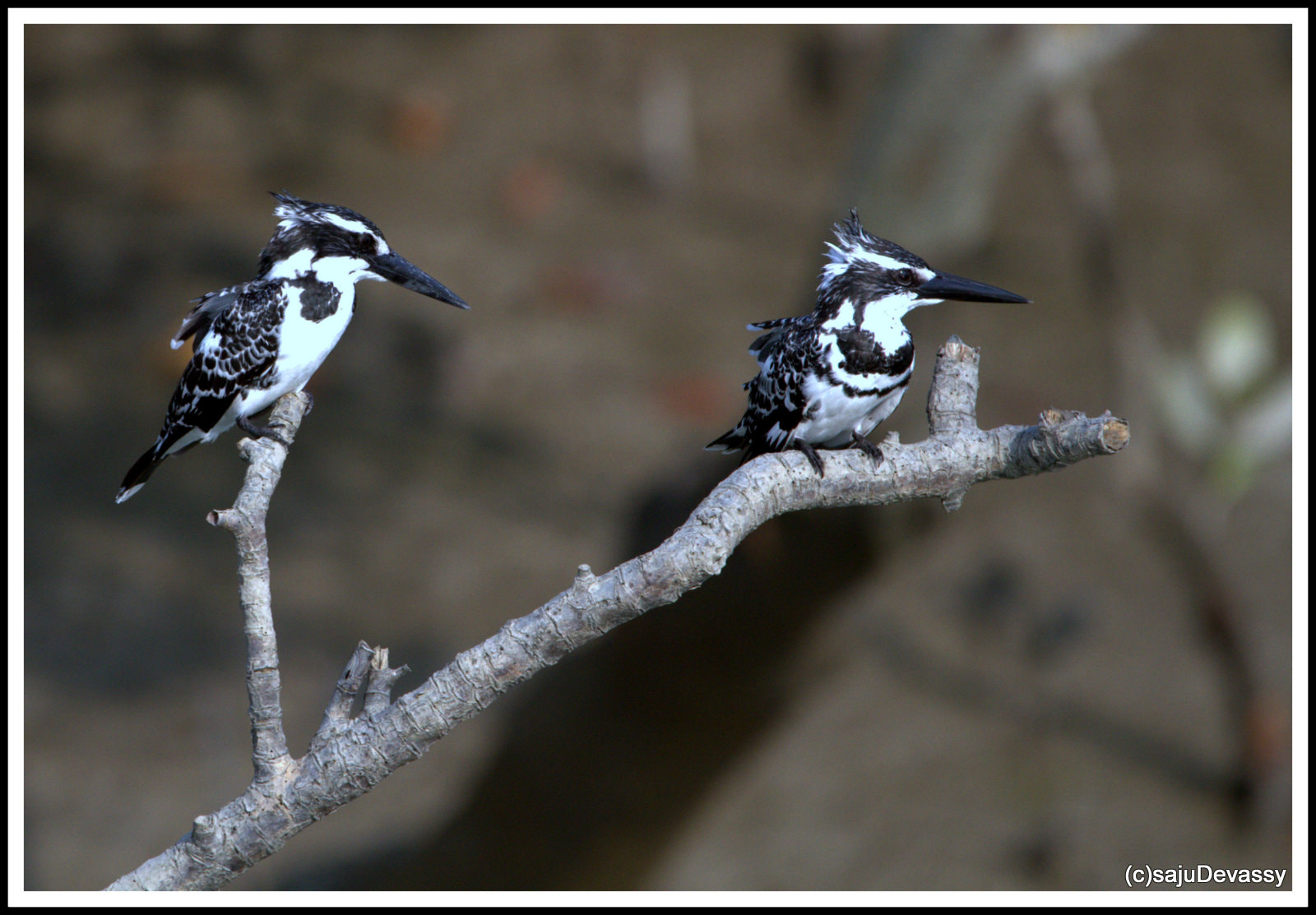 Sigma 150-600mm F5-6.3 DG OS HSM | C sample photo. Pied kingfisher pair - sunderbans 2017 photography