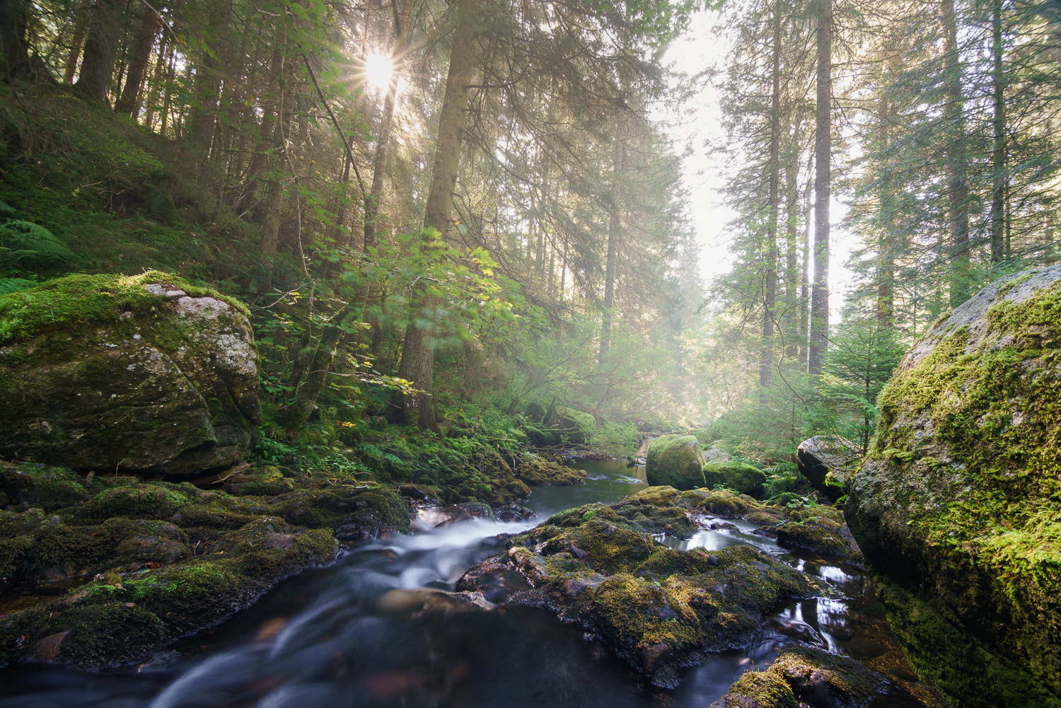 11-16mm F2.8 sample photo. A nice morning in the black forest photography