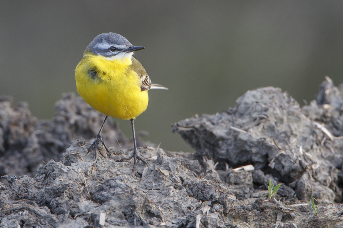 Canon EOS 7D sample photo. Blue-headed wagtail photography