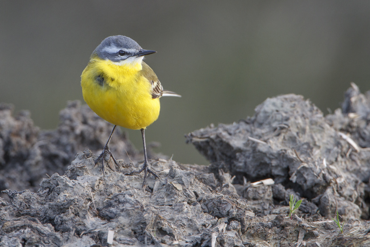 Canon EF 500mm F4L IS USM sample photo. Blue-headed wagtail photography