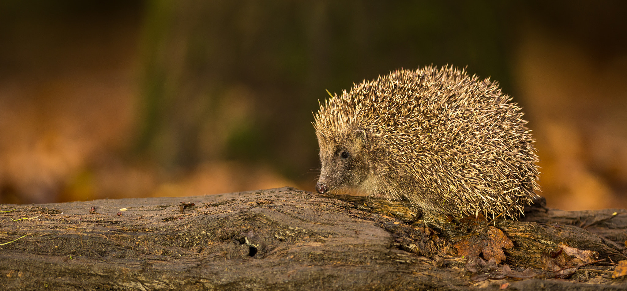 Canon EF 300mm F2.8L IS USM sample photo. Spike photography