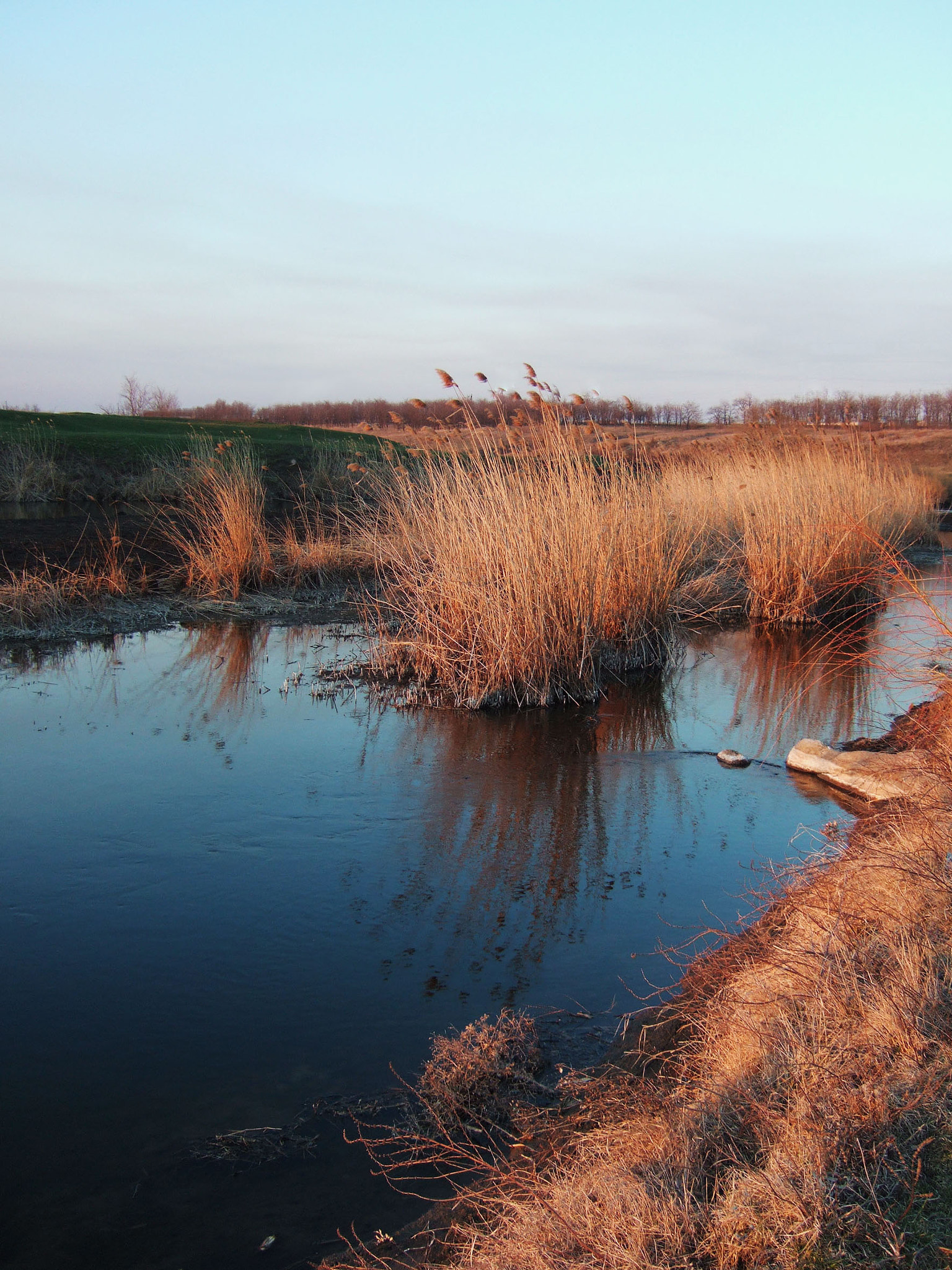 Fujifilm FinePix F10 sample photo. Reeds photography