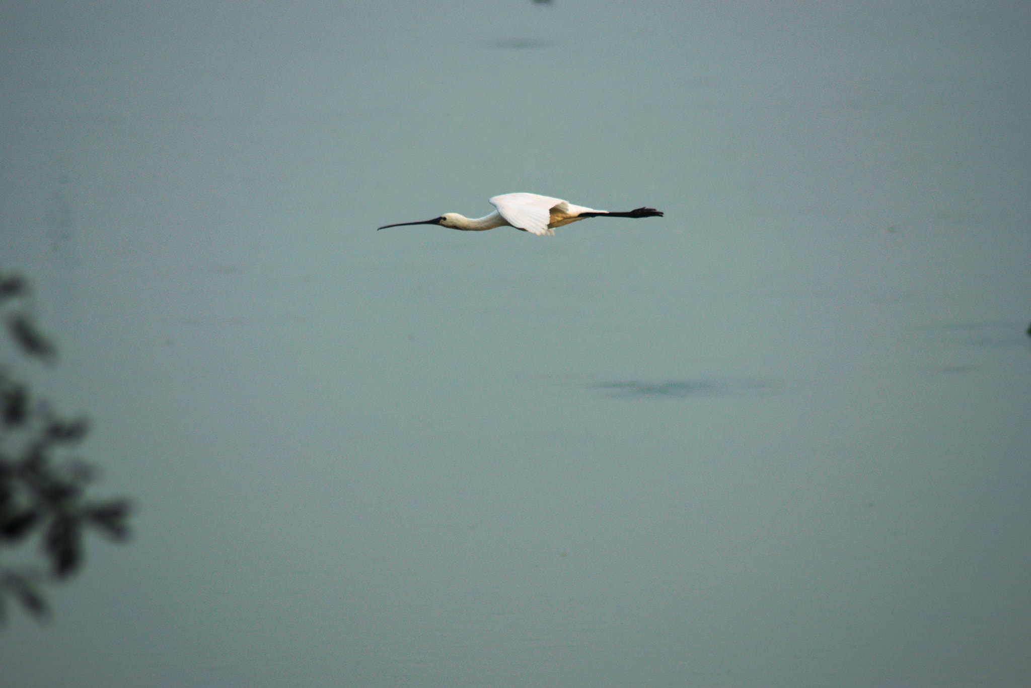 Nikon AF Nikkor 70-300mm F4-5.6G sample photo. Straight as an arrow photography