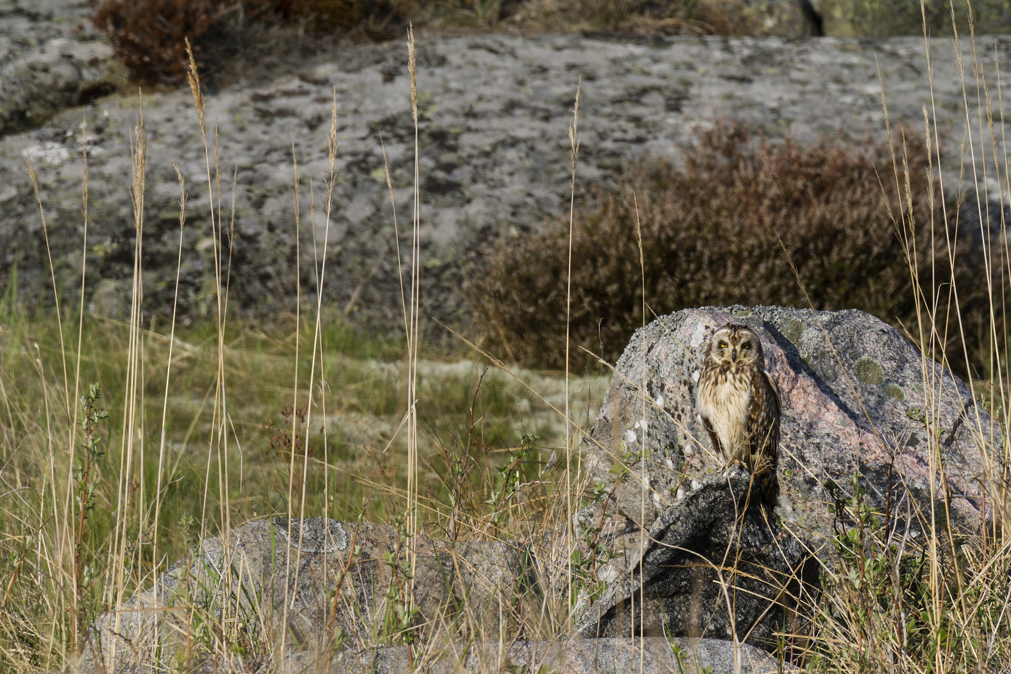 Canon EOS 7D sample photo. Short eared owl (asio flammeus) photography