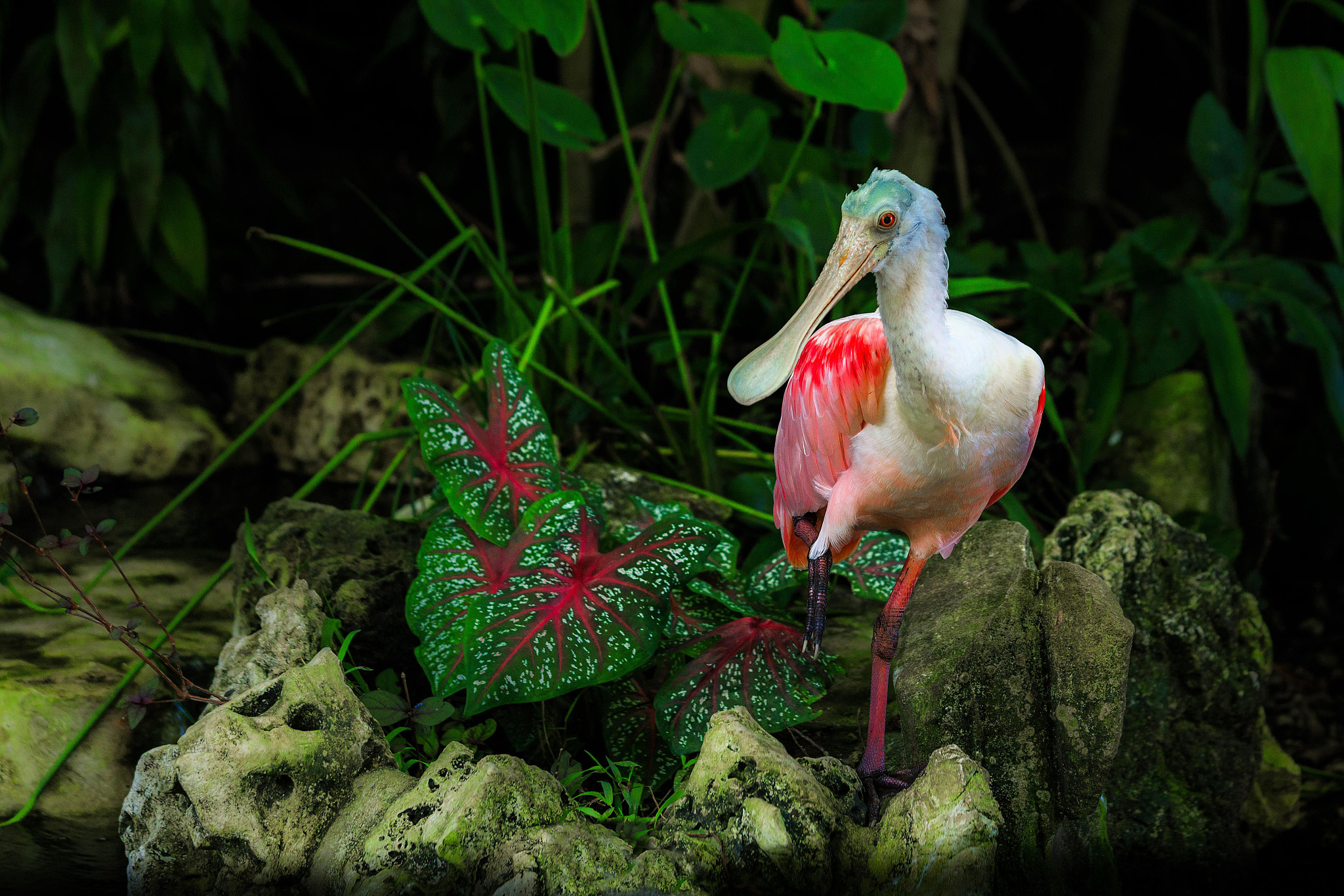 Canon EF 70-300mm F4-5.6 IS USM sample photo. Espatula rosada (roseate spoonbill) photography