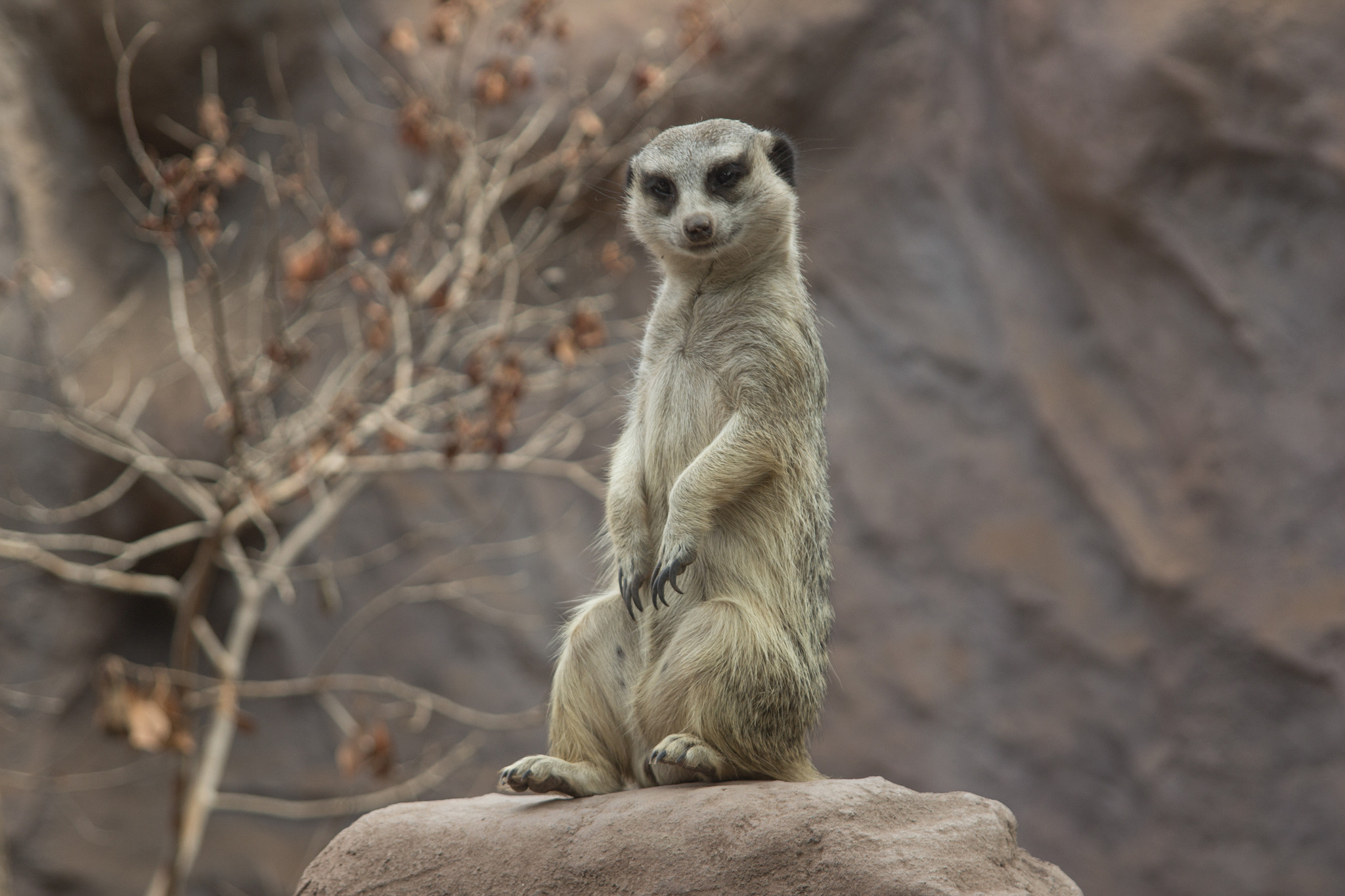 Canon EF 24-85mm F3.5-4.5 USM sample photo. Suricata vigilando photography