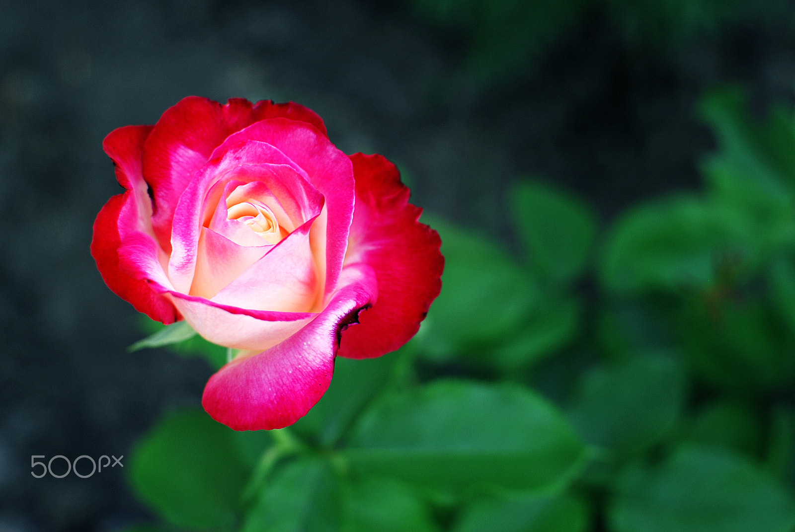 Nikon D80 + Nikon AF-S DX Nikkor 35mm F1.8G sample photo. Three-colored rose photography
