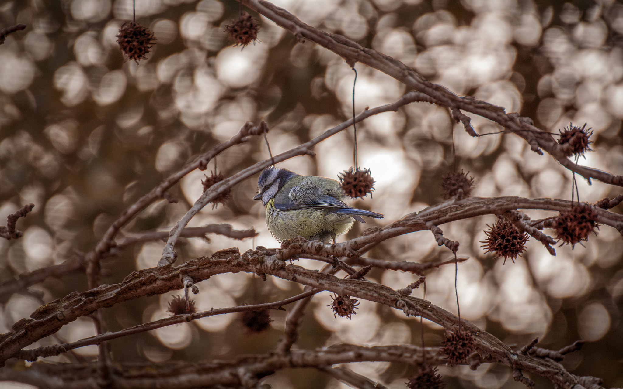 Nikon D5200 sample photo. Bird in my garden, true bokeh photography