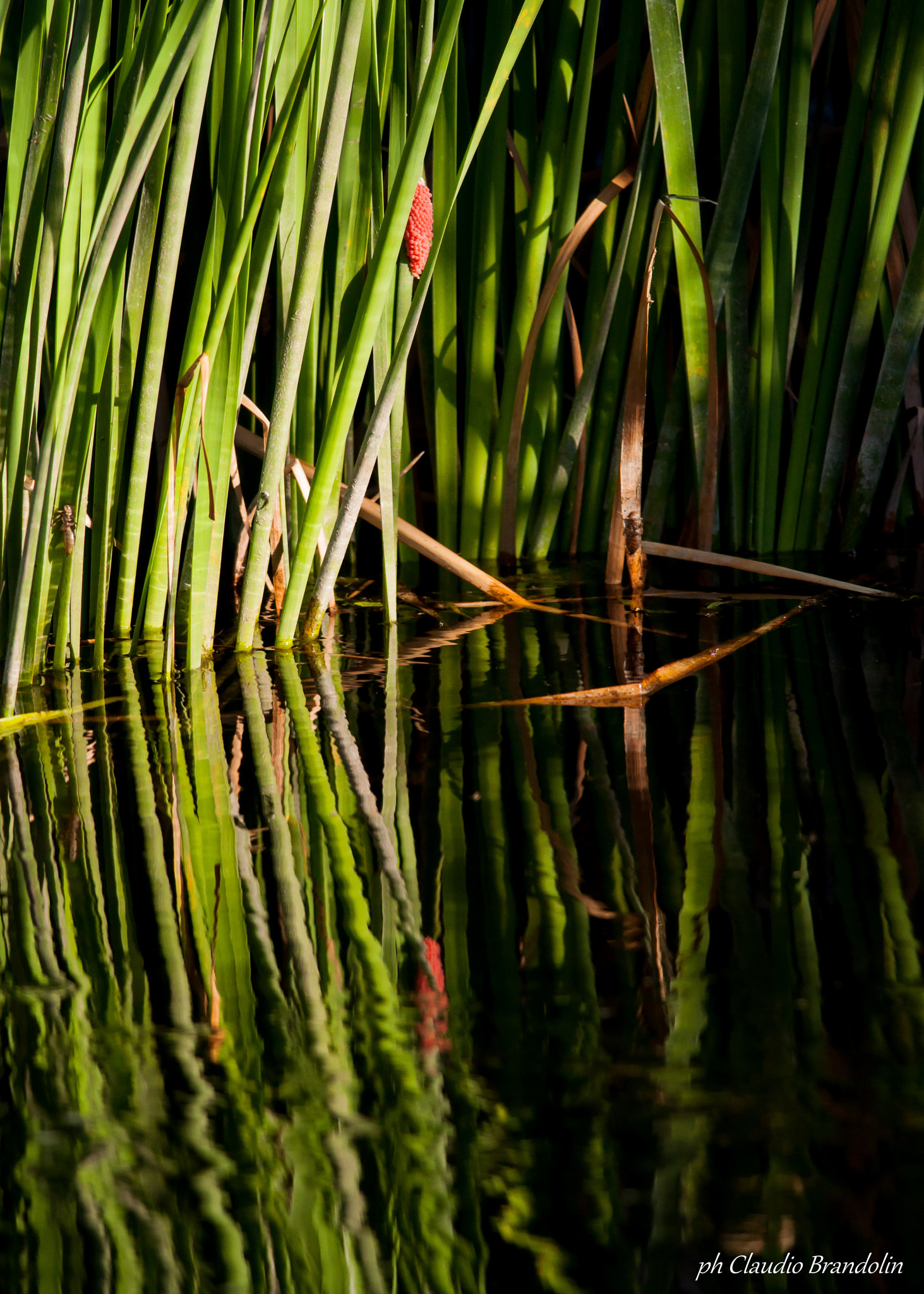 Nikon D90 + Nikon AF-S Nikkor 300mm F4D ED-IF sample photo. Reflejo en el juncal photography