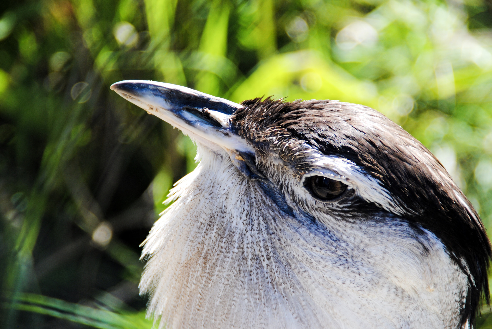 Nikon D3000 sample photo. Laughing kookaburra photography