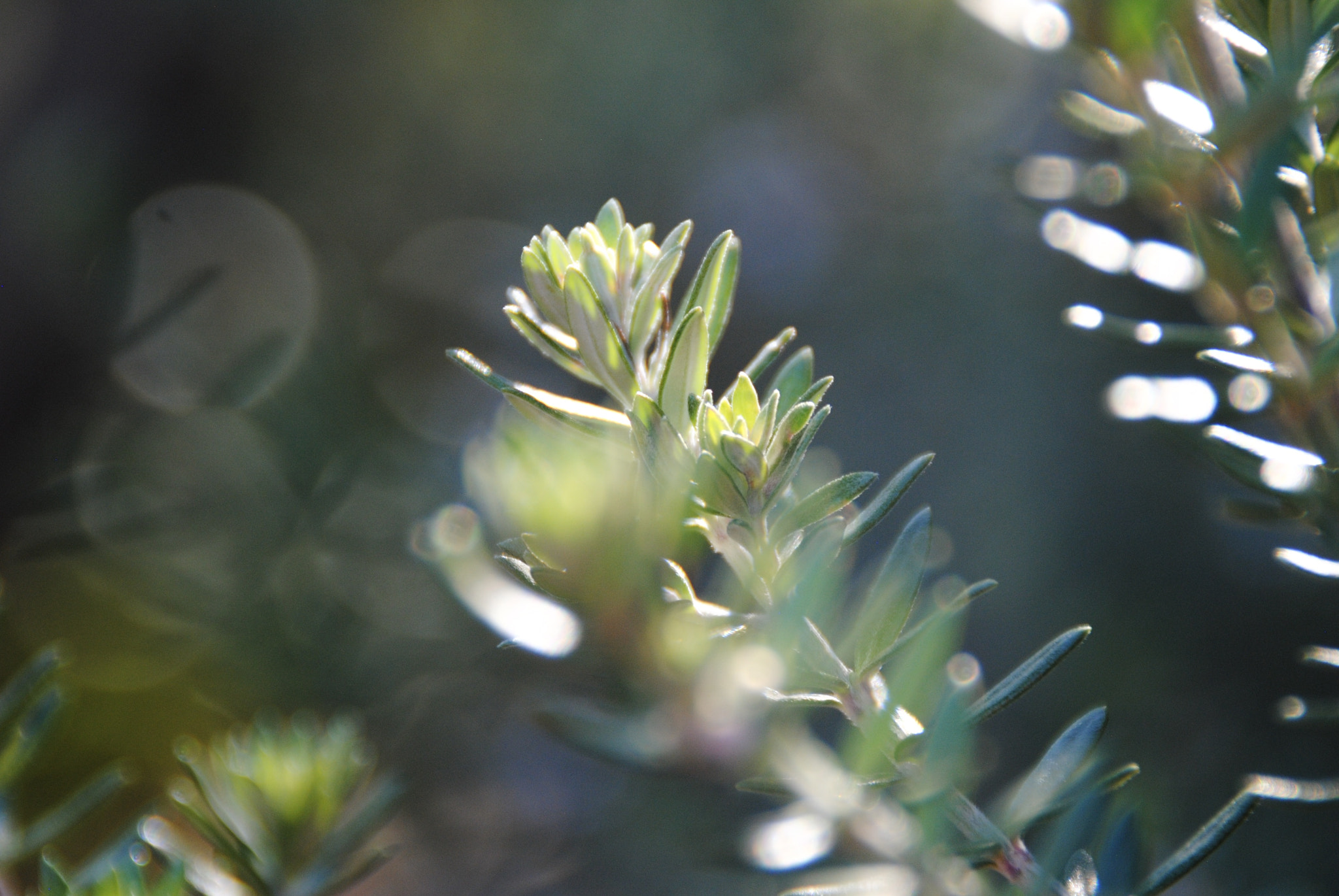 Nikon D3000 sample photo. Spiked flower photography