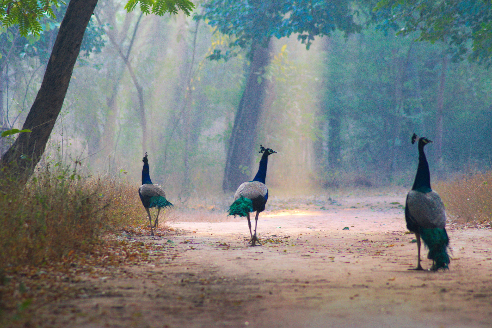 Nikon AF Nikkor 70-300mm F4-5.6G sample photo. Peacocks photography